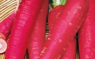 КРАСНЫЙ ВЕЛИКАН