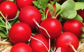 РАННИЙ КРАСНЫЙ