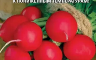 АЛЁША ПОПОВИЧ