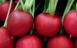 КРАСНАЯ ГВАРДИЯ