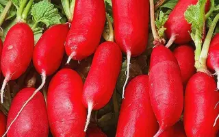 ВЕСЕННЕЕ ЧУДО