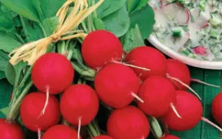 ЛЕТНЯЯ ОКРОШКА