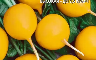 ЗОЛОТОЕ ЧУДО