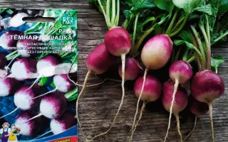 ТЁМНАЯ ЛОШАДКА