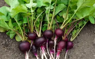 ТЁМНАЯ НОЧЬ