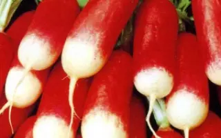 ФРАНЦУЗСКИЙ ПОЦЕЛУЙ