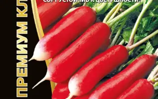 САНЬКИНА ЛЮБОВЬ