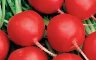 ГЕНЕРАЛЬСКИЙ