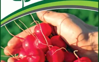 МЕЧТА АЛИСЫ