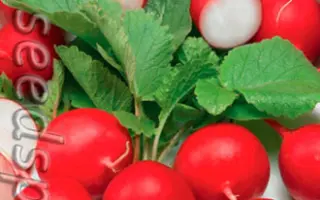 САХАРНАЯ МОЛНИЯ