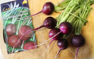 ФИОЛЕТОВАЯ КОРОЛЕВА