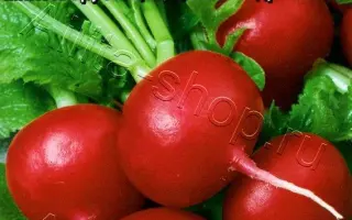 РЕБЯТКИ С ГРЯДКИ