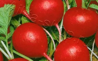 КРЕПКИЙ ОРЕШЕК