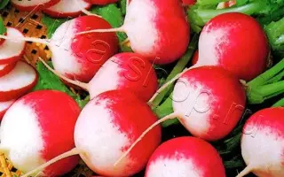 МУЛЬТИ-ПУЛЬТИ