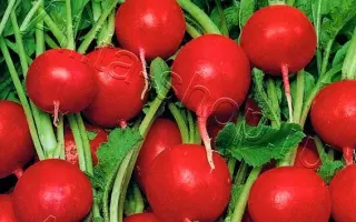 РАННИЙ УРОЖАЙ