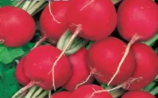 СЕРЕЖКИНА ЛЮБОВЬ