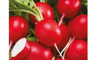 КЛЮКВА В САХАРЕ