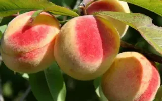 БЕЛЫЙ ЛЕБЕДЬ