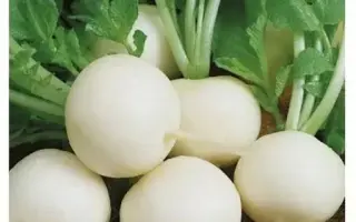 БЕЛЫЙ ЖЕМЧУГ