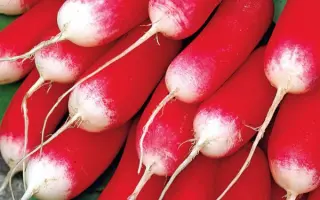 ДАМСКИЕ ПАЛЬЧИКИ