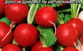 КРАСНОГОЛОВКА