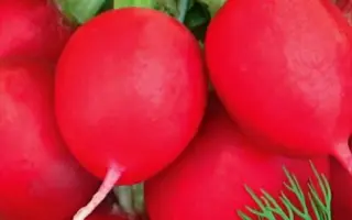 КОРОЛЕВА РЫНКА