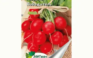 ПОБЕДИТЕЛЬ