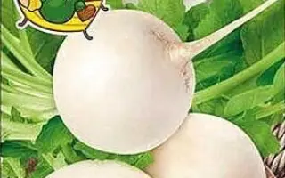 БЕЛЫЙ ЗЕФИР