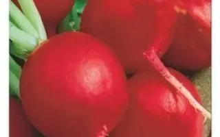 ВСЕСЕЗОННЫЙ