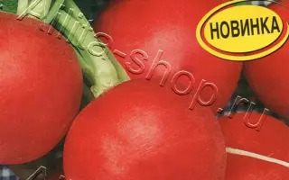 КРИМСОН ГИАНТ ГЛОБ