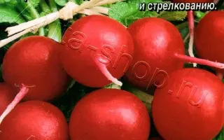 ГЛОБУС