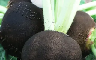 ЧЕРНОМОРОЧКА