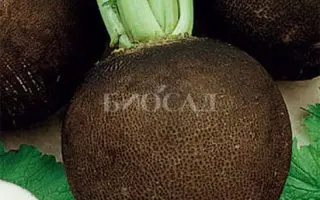 НЕГРИТЯНКА