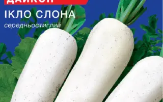 КЛЫК СЛОНА