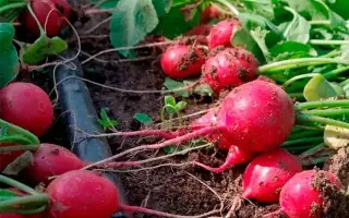 СЕРДЦЕ ПОДМОСКОВЬЯ