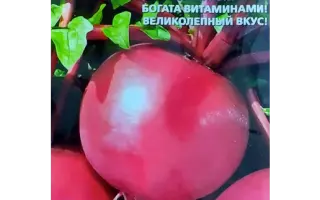 САХАРНАЯ ГОЛОВА