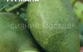 ЗАВТРАК ГУРМАНА