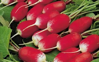 ЭСМЕРАЛЬДА