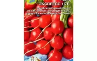 ВОСТОЧНЫЙ ЭКСПРЕСС