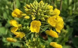 КВС КИРИЛЛ КЛ