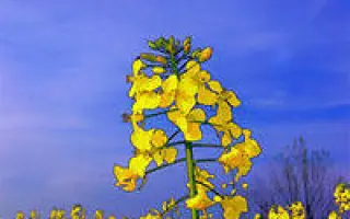 ЕС СЕРИН ЦМС