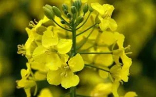 ЧЕМПИОН УКРАИНЫ