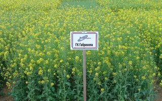 ГК ГАБРИЭЛЛА