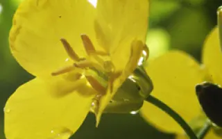 ИНСПИРАЦИОН