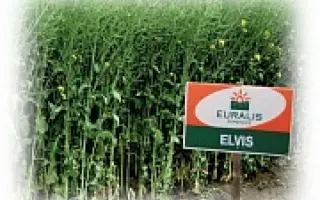 ЭЛВИС ЕВРАЛИС