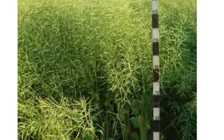 ВЕЛЕС