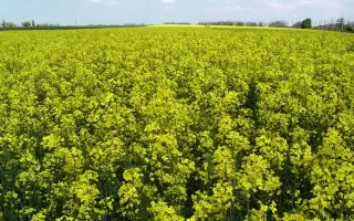 ВИКИНГ ВНИИМК