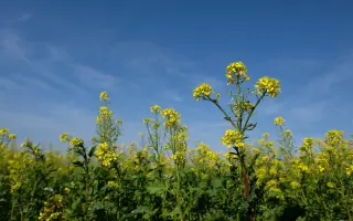 ПОДМОСКОВНЫЙ