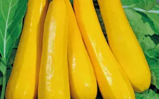 ГОРДОСТЬ СИБИРИ