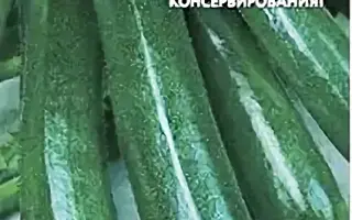 ЧЕРНОЕ ЗОЛОТО